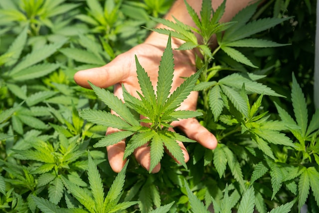 Gebrauchsanweisung für CBD