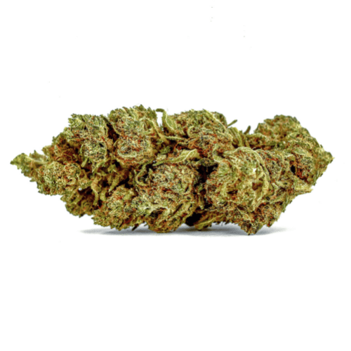 Gelato 10 HCP