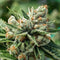 TROPICAL COOKIES
